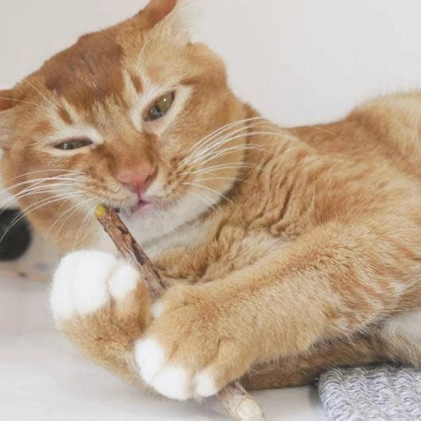 Matatabi Dental Sticks - Pets Perfect