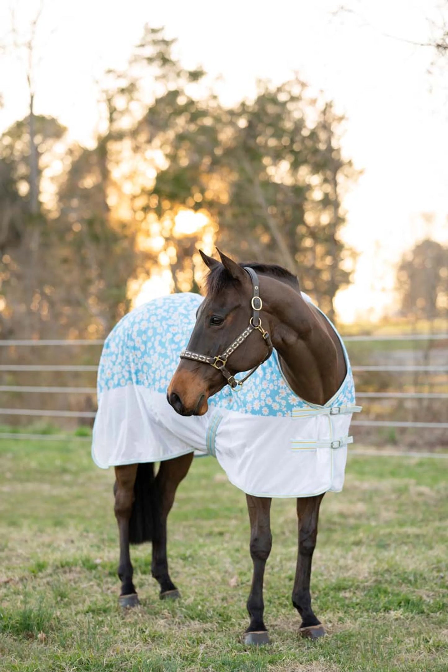 Horse wearing TuffRider Comfy Plus Daisy Print Fly Sheet -69 standing in grassy fenced outdoor area at sunset