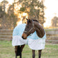 Horse wearing TuffRider Comfy Plus Daisy Print Fly Sheet -69 standing outdoors in a grassy fenced area at sunset