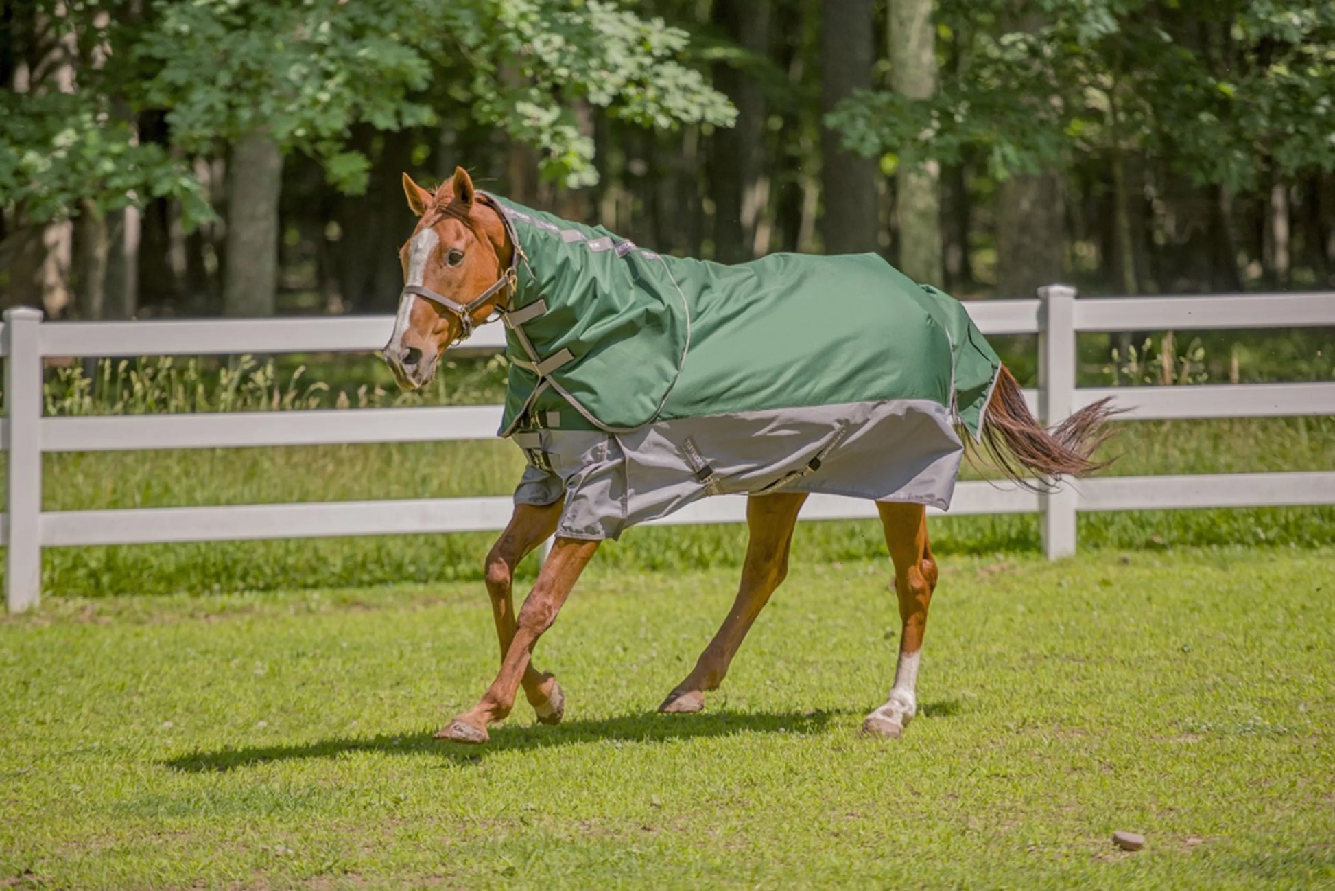 Horse wearing TuffRider Bonum 1200D Medium Weight Detachable Neck Two Tone Turnout Blanket With 200gms of fill in green and gray outdoors.