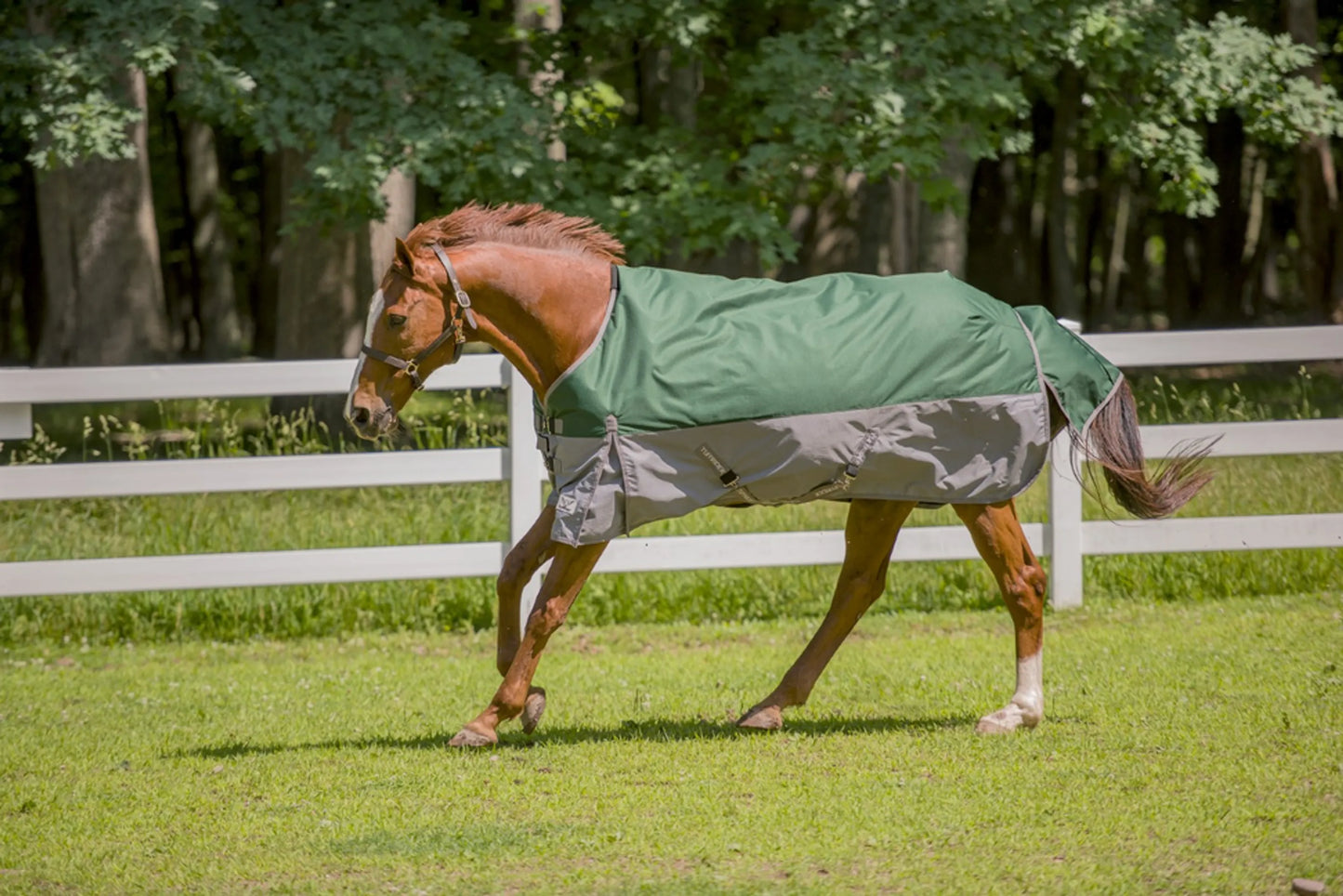 Horse wearing TuffRider Bonum 1200D Medium Weight Standard Neck Two Tone Turnout Blanket With 200gms of fill outdoors in paddock