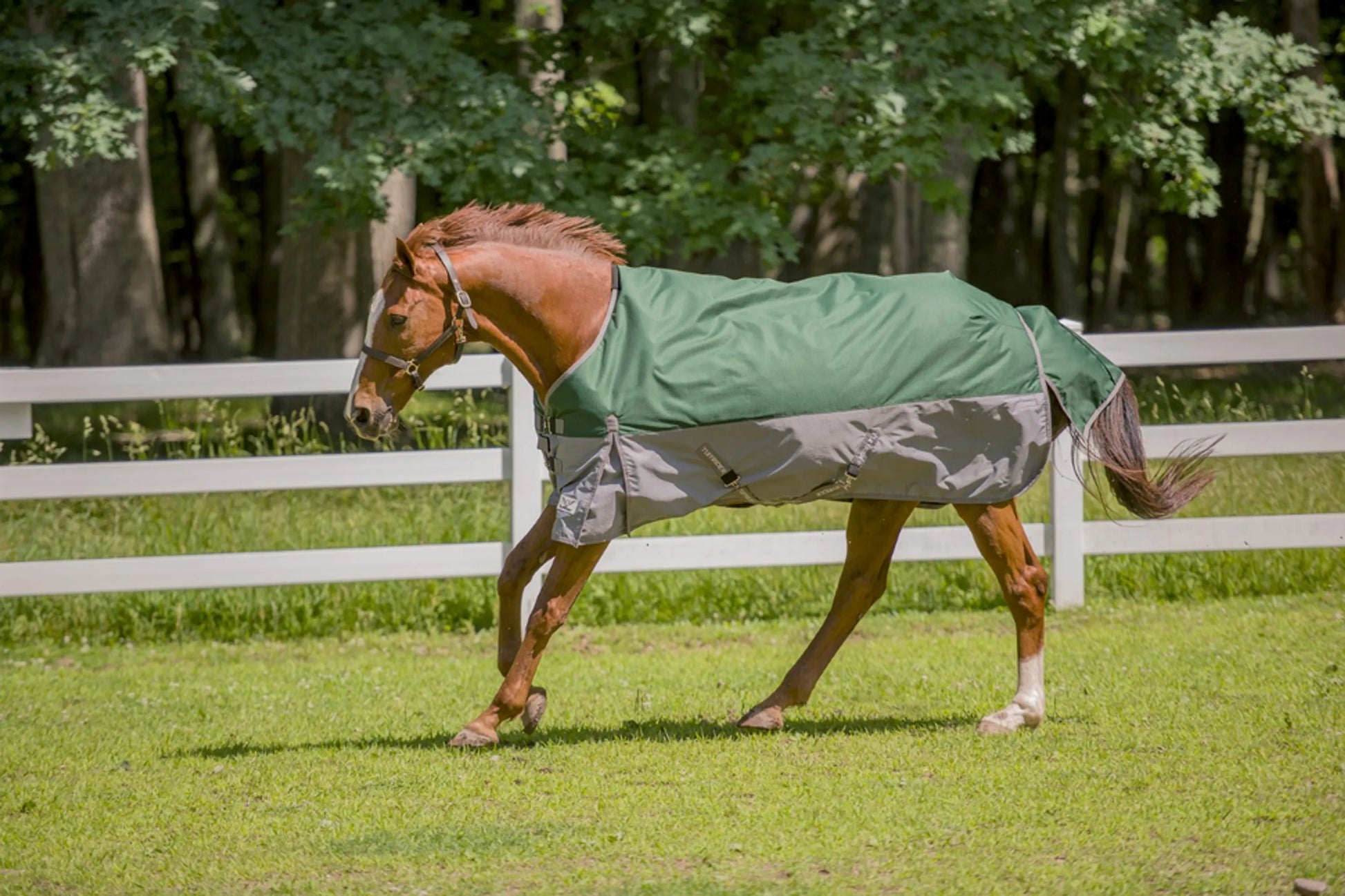 Horse wearing TuffRider Bonum 1200D Medium Weight Standard Neck Two Tone Turnout Blanket With 200gms of fill outdoors in paddock