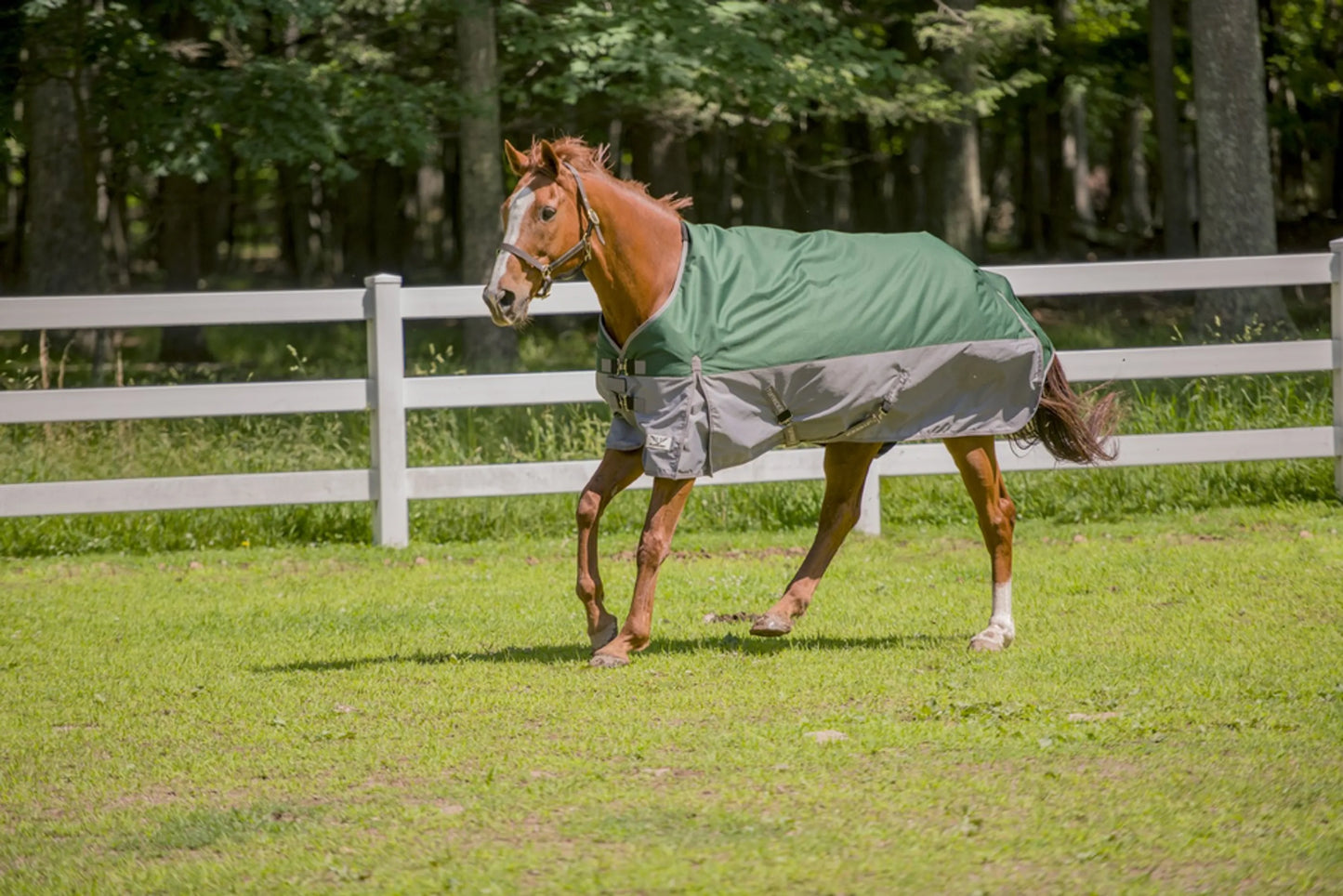 Horse wearing TuffRider Bonum 1200D Medium Weight Standard Neck Two Tone Turnout Blanket With 200gms of fill in green and gray.