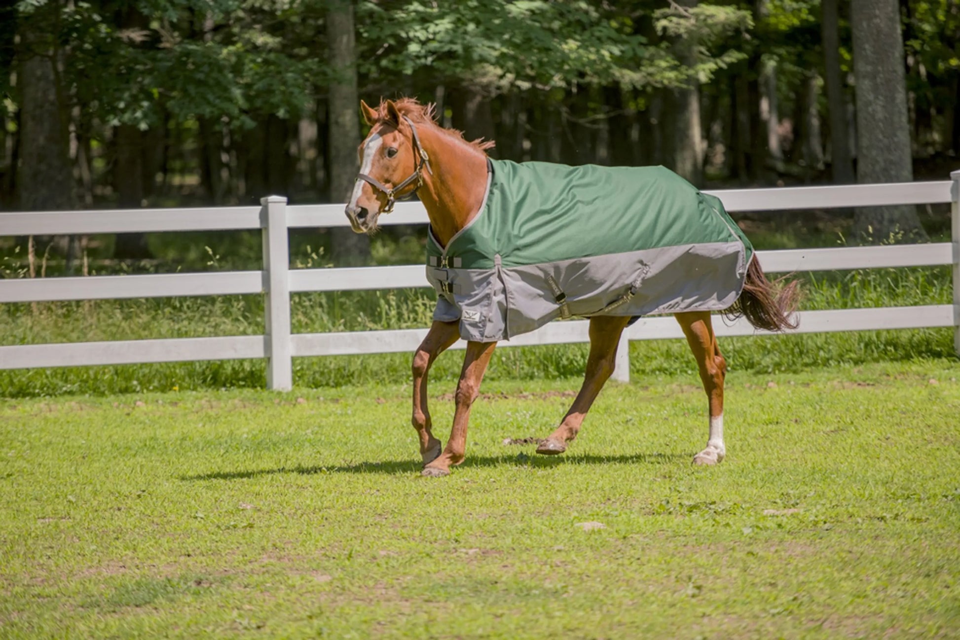 Horse wearing TuffRider Bonum 1200D Medium Weight Standard Neck Two Tone Turnout Blanket With 200gms of fill in green and gray.