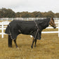 Horse standing in pasture wearing TuffRider 4-in-1 Waterproof All Season Blanket for full body protection