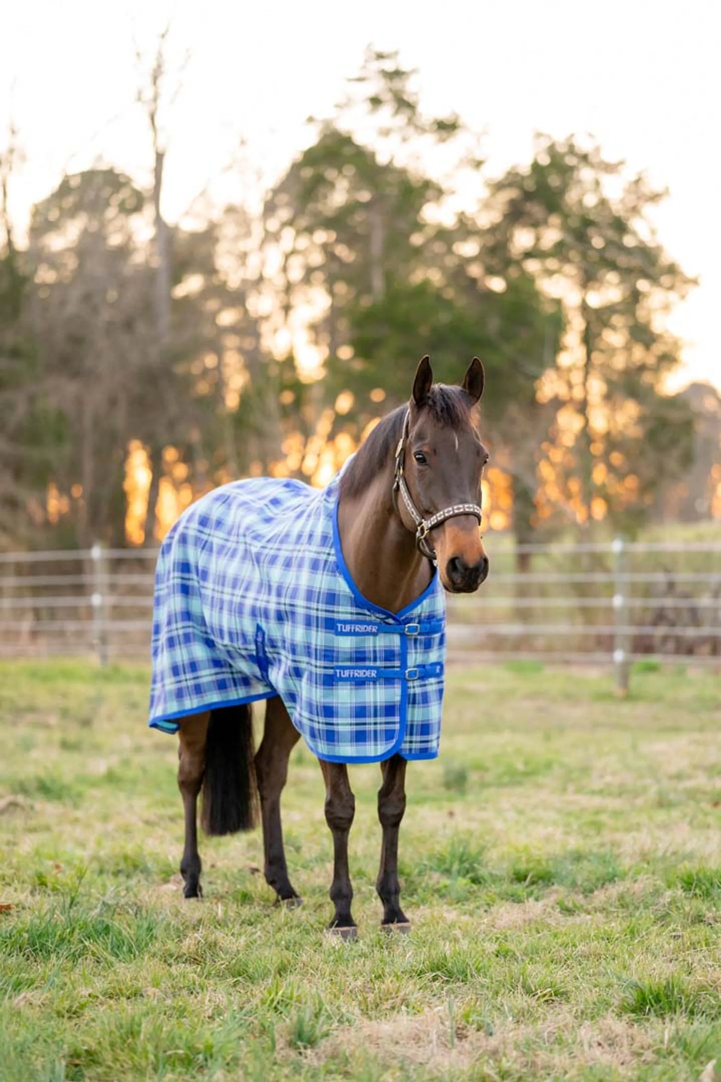 Horse wearing TuffRider Texilene Shoulder Lining FlyShield Sheet -Black /Grey -66 in a grassy outdoor setting at sunset