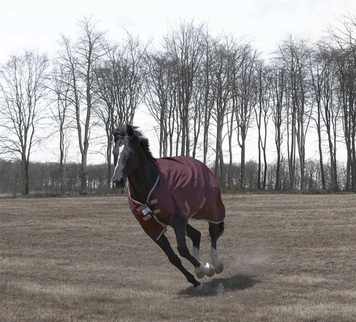 Horse Turnout Blanket - TuffRider Optimum 1680D Medium Weight 220g Detachable Neck Winter Blanket - Pets Perfect