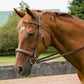 Chestnut horse wearing Henri de Rivel Pro Mono Crown Bridle with Padded Wide Noseband and Laced Reins - Hunter Show Bridle with Fancy Stitching