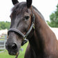 Horse wearing Henri de Rivel Padded Jewel Halter - Premium Leather Horse Halter with Jewel Inlay and Contrast Stitching outdoors.