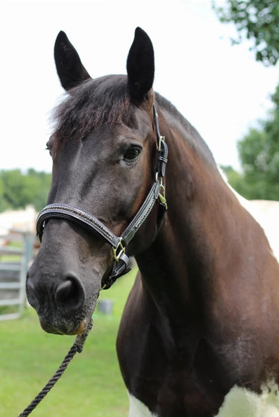 Henri de Rivel Padded Jewel Halter - Premium Leather Horse Halter with, Black w/ black crystal/COB