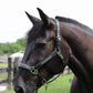 Black horse wearing Henri de Rivel Padded Jewel Halter - Premium Leather Horse Halter with Jewel Inlay and Contrast Stitching outdoors