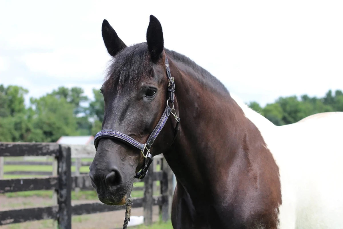 Henri de Rivel Padded Jewel Halter - Premium Leather Horse Halter with Jewel Inlay and Contrast Stitching on black horse outdoors