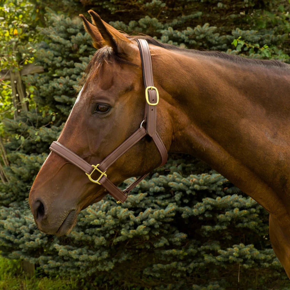 Horse wearing a brown Henri de Rivel Vegan-X Leather Halter standing outdoors with green pine trees background