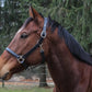 Brown horse wearing Everyday Leather Halter - Adjustable Horse Halter with Nameplate Space outdoors near trees