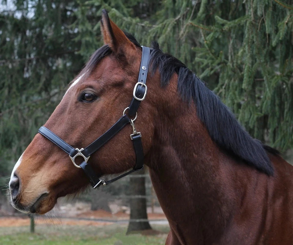 Everyday Leather Halter - Adjustable Horse Halter with Nameplate Space, black/1, view 2
