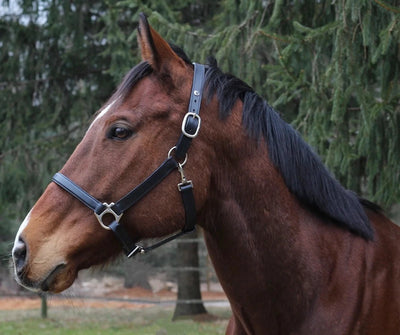Everyday Leather Halter - Adjustable Horse Halter with Nameplate Space, black/COB