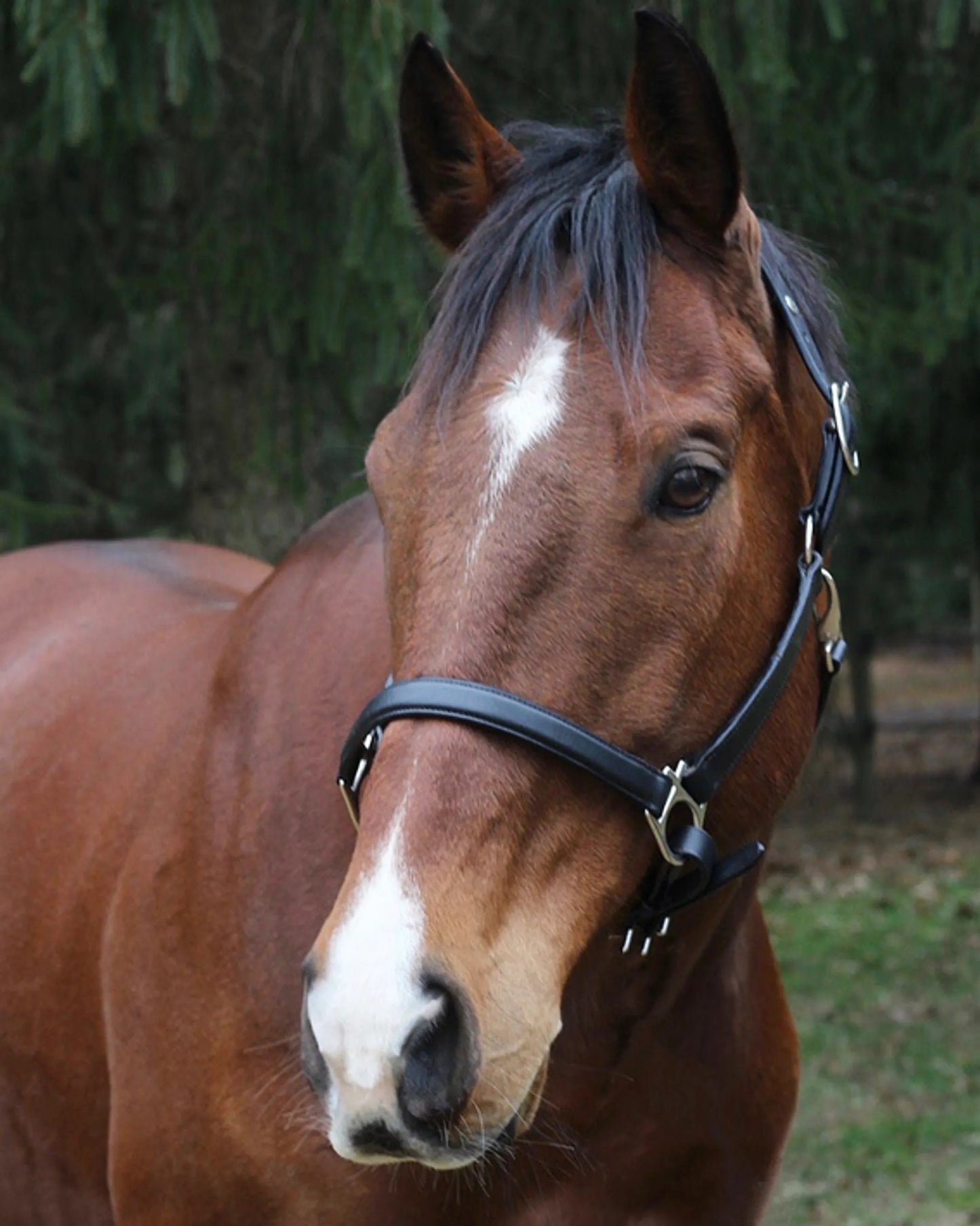 Everyday Leather Halter - Adjustable Horse Halter with Nameplate Space