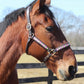 Horse wearing embroidered argyle halter Preppy Leather Halter with Diamond Pattern in outdoor stable setting