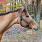 Horse wearing Embroidered Leather Horse Halter - Premium Crown Pattern Halter with Adjustable Fit in autumn forest setting