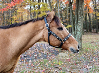 Embroidered Leather Horse Halter - Premium Crown Pattern Halter with, Black/COB