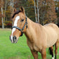 Embroidered Leather Horse Halter - Premium Crown Pattern Halter with Adjustable Fit on brown horse outdoors in autumn background