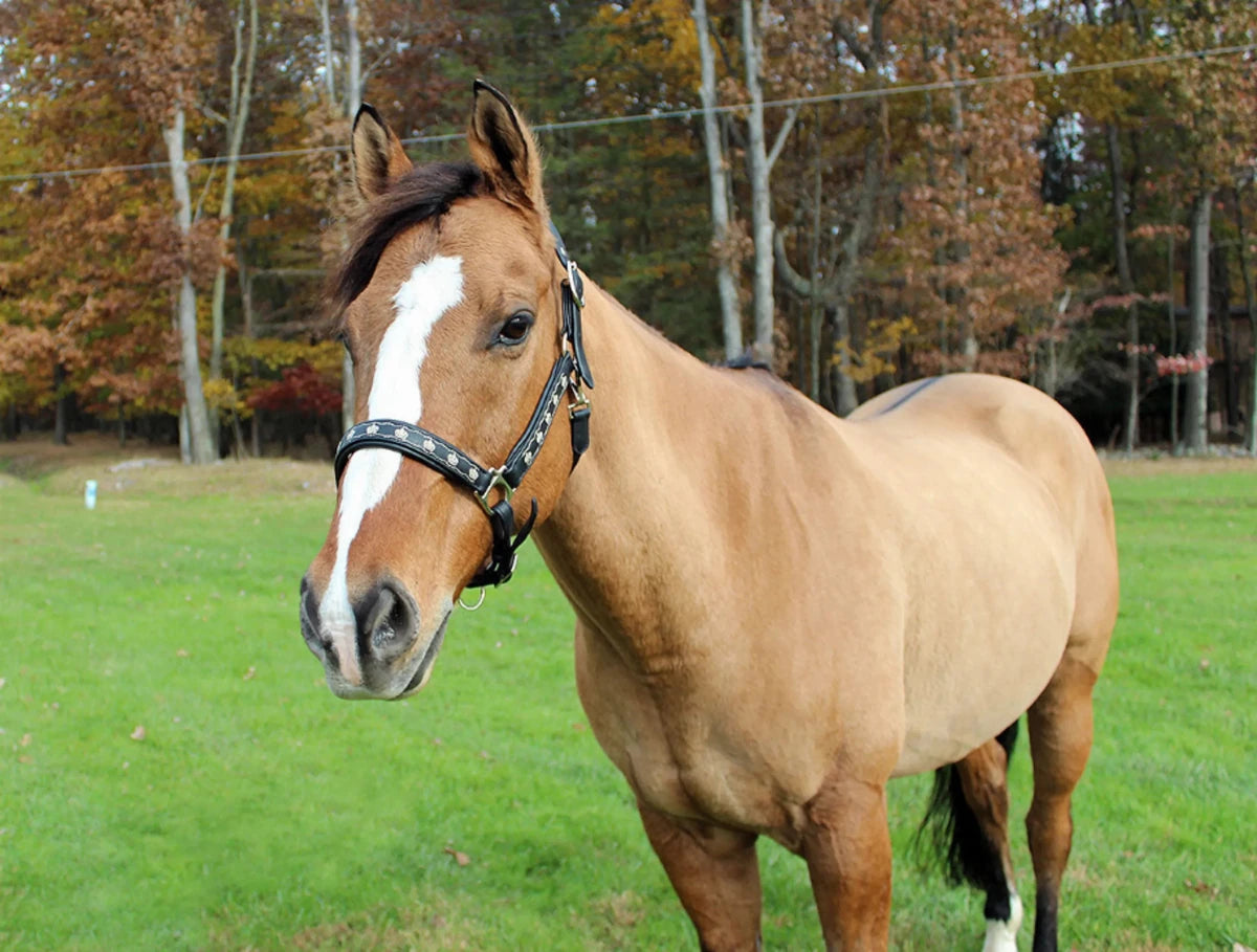 Embroidered Leather Horse Halter - Premium Crown Pattern Halter with Adjustable Fit on brown horse outdoors in autumn background
