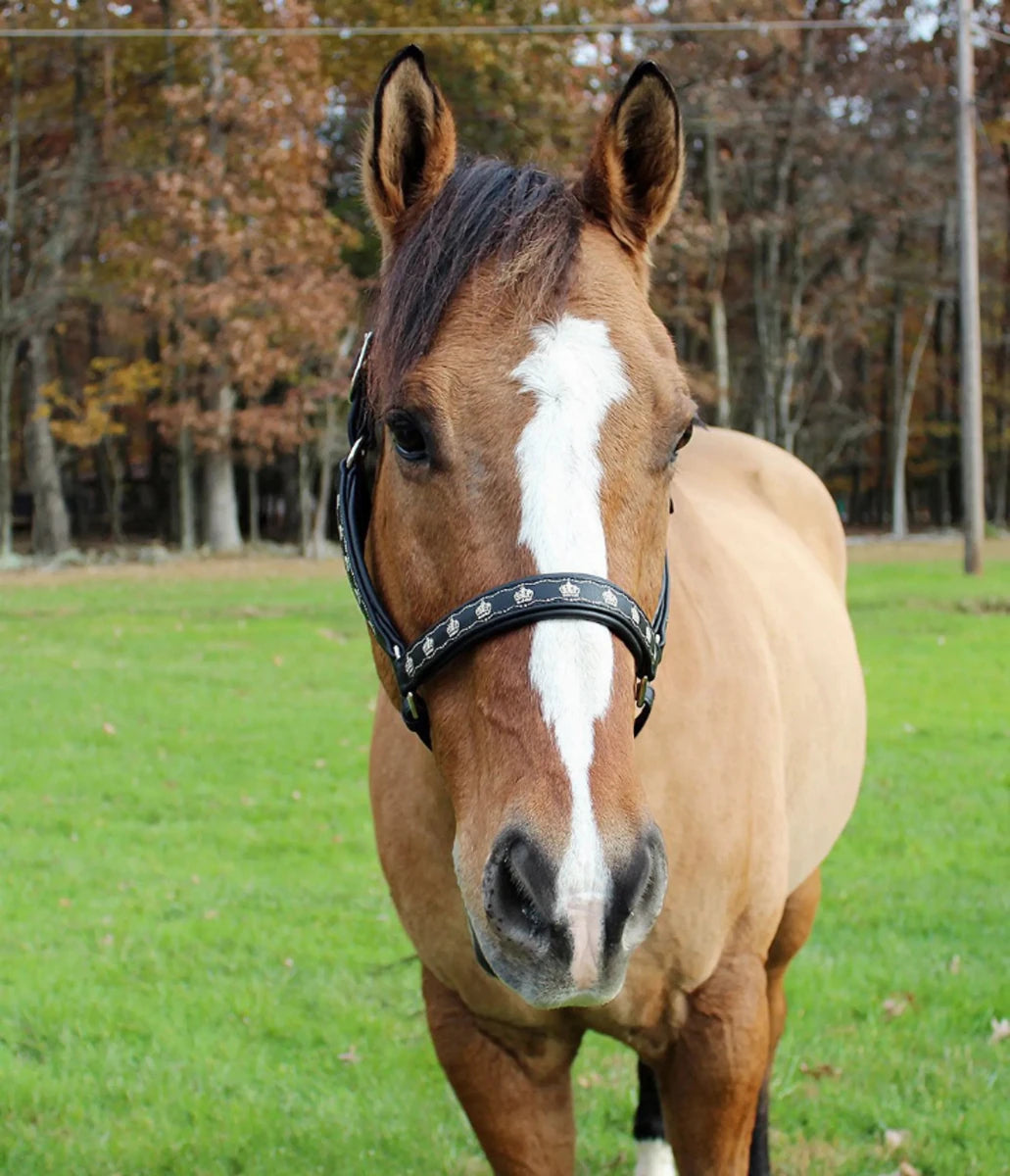 Horse wearing Embroidered Leather Horse Halter - Premium Crown Pattern Halter with Adjustable Fit in an outdoor grassy area