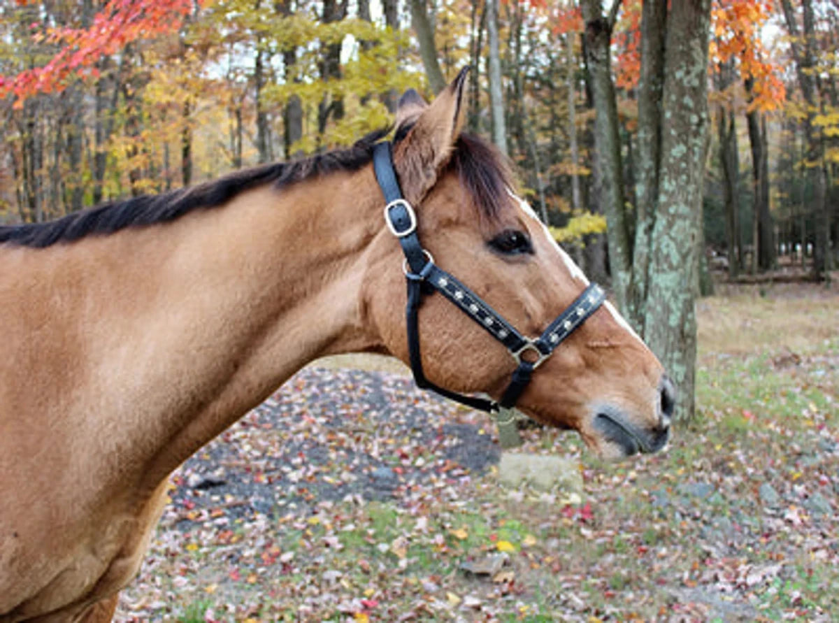 Horse wearing Embroidered Leather Horse Halter - Premium Crown Pattern Halter with Adjustable Fit in autumn forest background