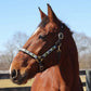 Brown horse wearing Embroidered Leather Halter - Colorful Aztec Pattern Halter with Brass Hardware outdoors in a fenced field