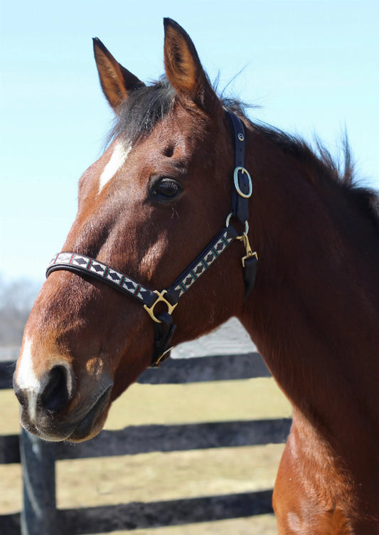 Embroidered Leather Halter - Padded Horse Halter with Brass Hardware