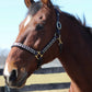 Bay horse wearing an Embroidered Leather Halter - Padded Horse Halter with Brass Hardware standing outdoors by a fence