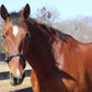 Brown horse wearing Lightweight Leather Halter - Kushy Halter with Adjustable Fit in outdoor paddock setting