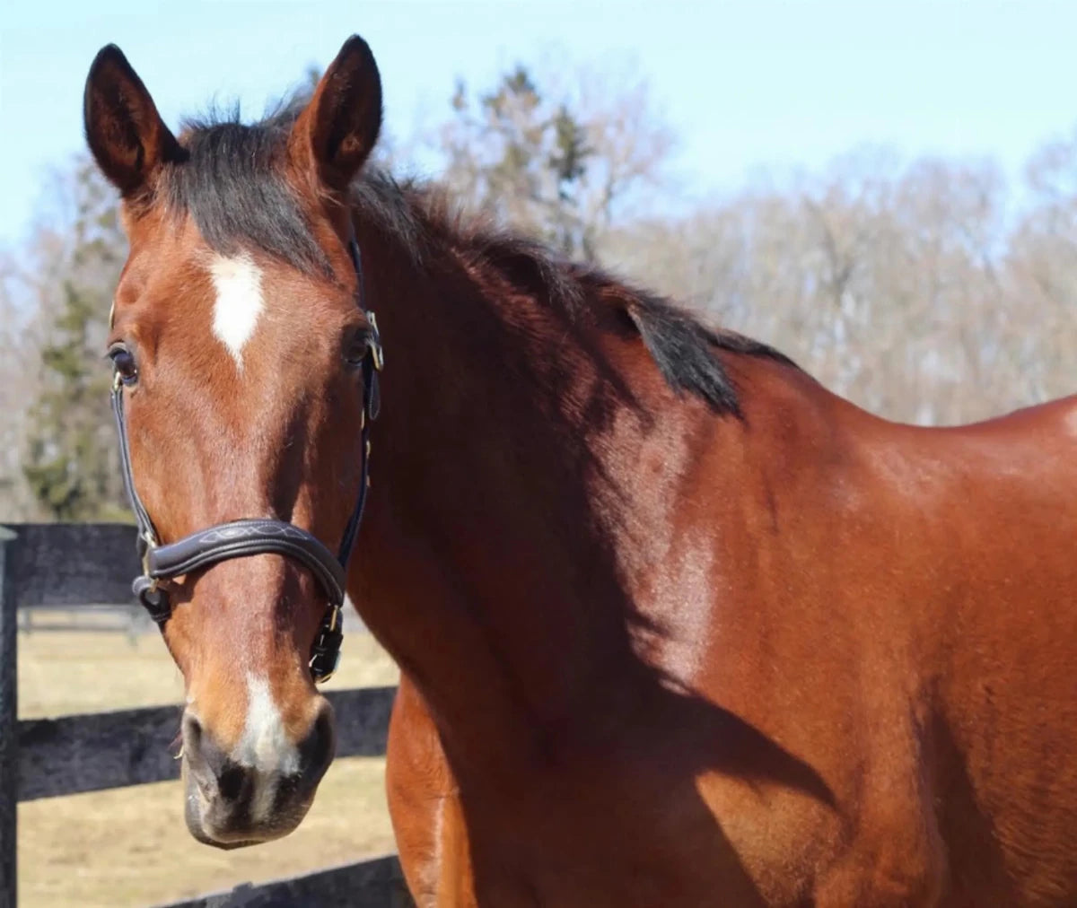 Brown horse wearing Lightweight Leather Halter - Kushy Halter with Adjustable Fit in outdoor paddock setting