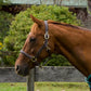 Horse wearing Henri de Rivel Kushy Plain Raised Halter With Flat Cheek Pieces outdoors near wooden fence and green trees