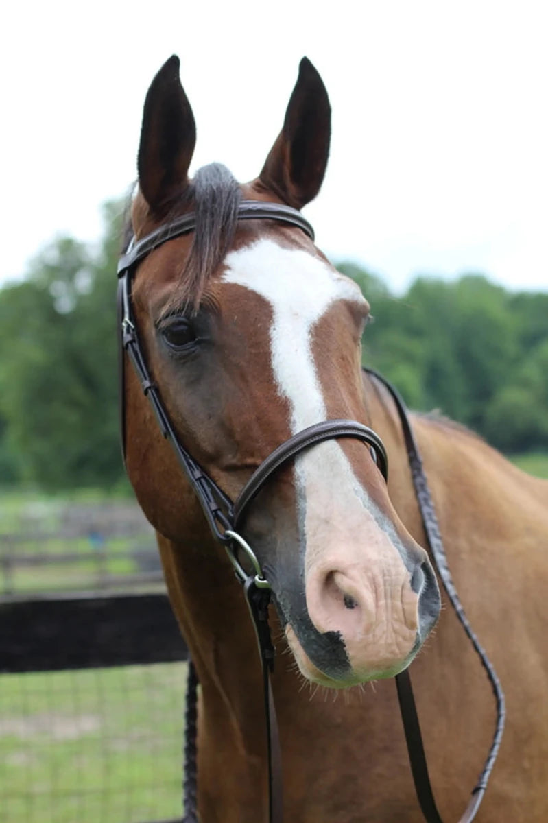 Horse wearing Fancy Raised Bridle - Quality Leather Bridle with Laced Reins against a green outdoor background