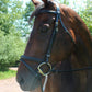Horse wearing Dressage Bridle - Henri de Rivel Pro Padded Dressage Bridle with Removable Flash and Web Reins outdoors on sunny day