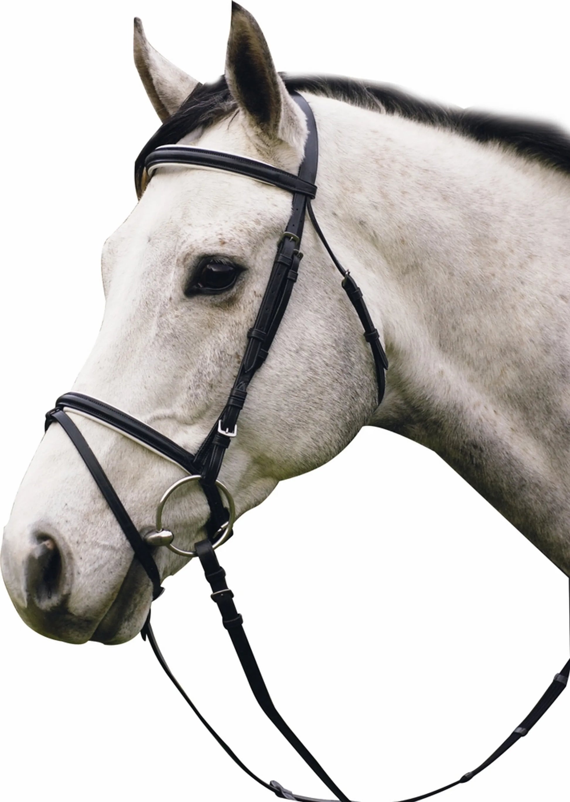 White horse wearing Henri de Rivel Pro Padded Dressage Bridle with Flash and Web Reins - Black/White - Oversize.