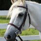 White horse wearing Plain Raised Bridle - Affordable Leather Bridle with Laced Reins in an outdoor setting