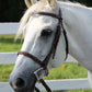 White horse wearing Plain Raised Bridle - Affordable Leather Bridle with Laced Reins in an outdoor setting