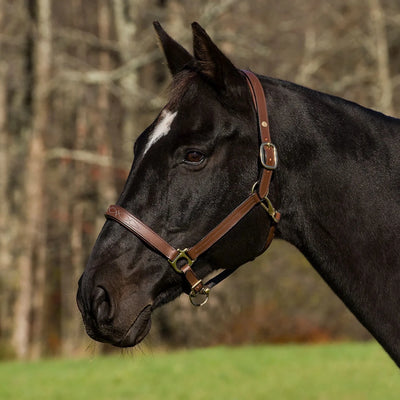 Henri de Rivel Pro Fancy Padded Rolled Throat Triple Stitched Halter