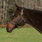 Horse wearing a dark brown Henri de Rivel Pro Fancy Padded Rolled Throat Triple Stitched Halter in outdoor setting