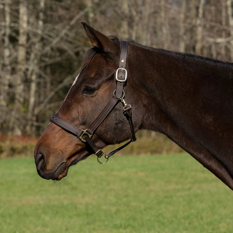 Henri de Rivel Pro Fancy Padded Rolled Throat Triple Stitched Halter, view 8