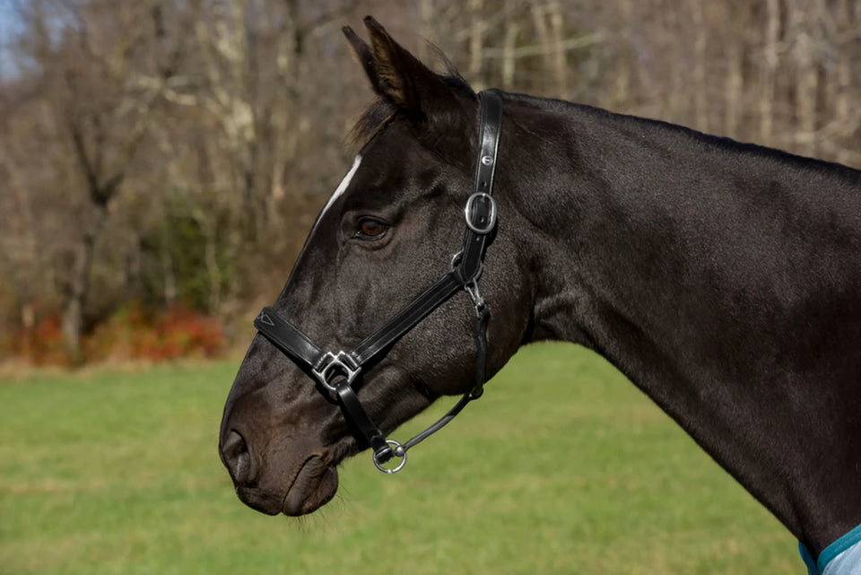 Henri de Rivel Pro Fancy Padded Rolled Throat Triple Stitched Halter, view 3