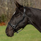 Black horse wearing Henri de Rivel Pro Fancy Padded Rolled Throat Triple Stitched Halter outdoors in grassy field