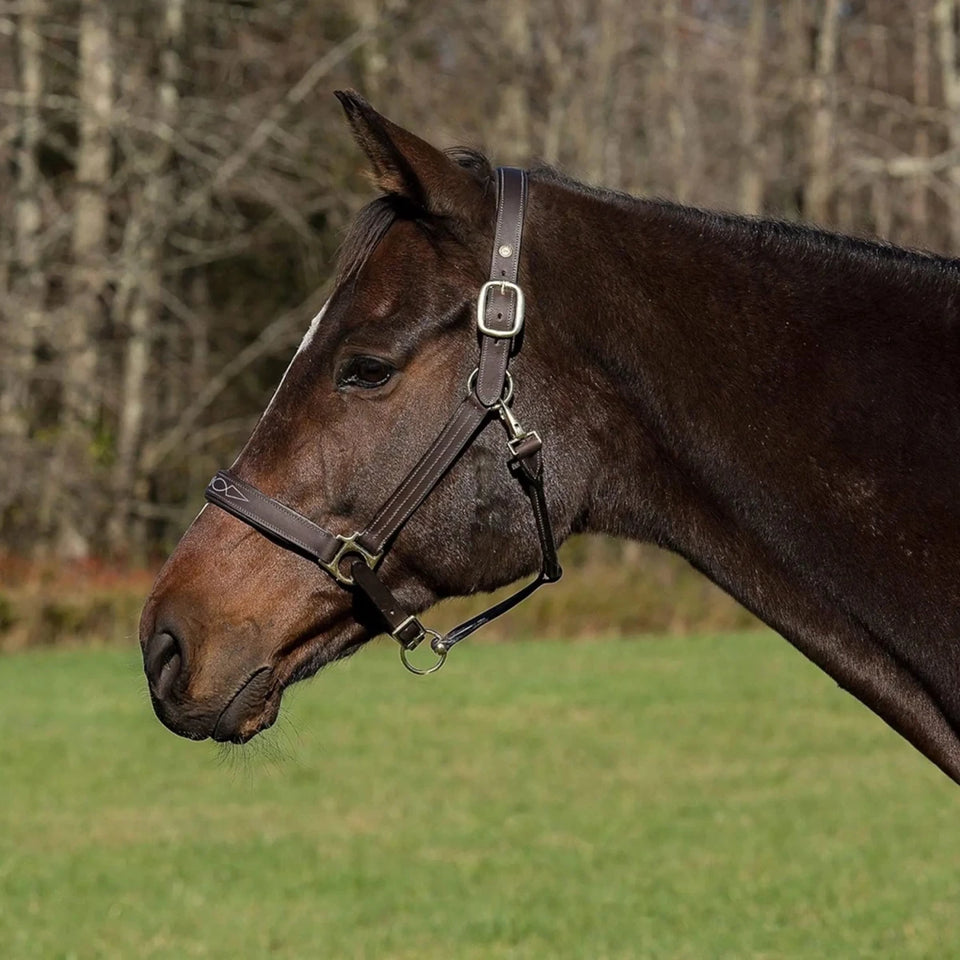 Henri de Rivel Pro Fancy Padded Rolled Throat Triple Stitched Halter, view 11