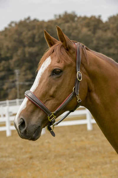 Henri de Rivel Cahill Padded Halter, havana/COB