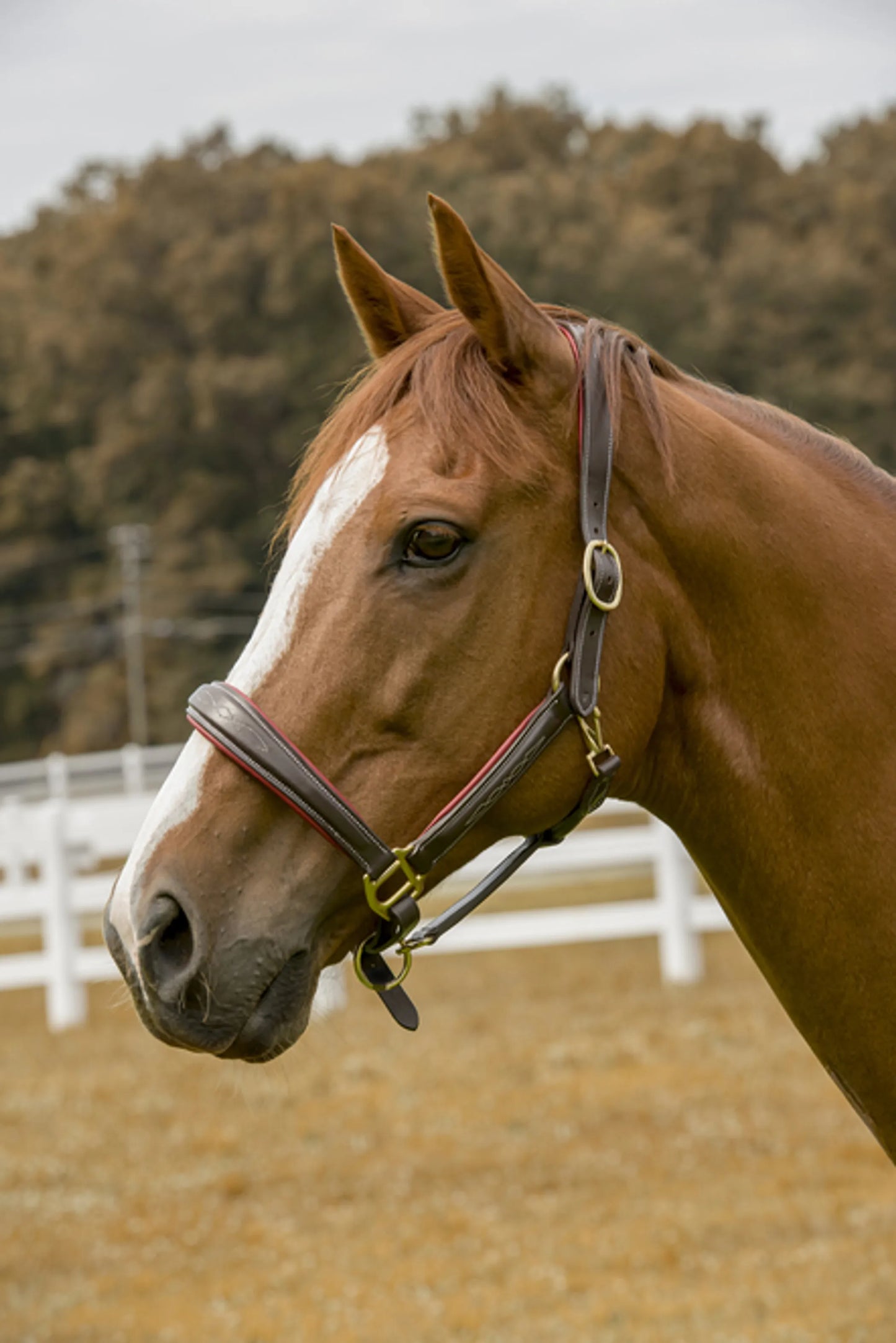 Chestnut horse wearing a Henri de Rivel Cahill Padded Halter outdoors near a white fence and trees