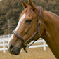 Horse wearing a brown leather Henri de Rivel Cahill Padded Halter with brass hardware in an outdoor setting