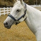 White horse wearing a black and blue Henri de Rivel Cahill Padded Halter standing in a fenced pasture.