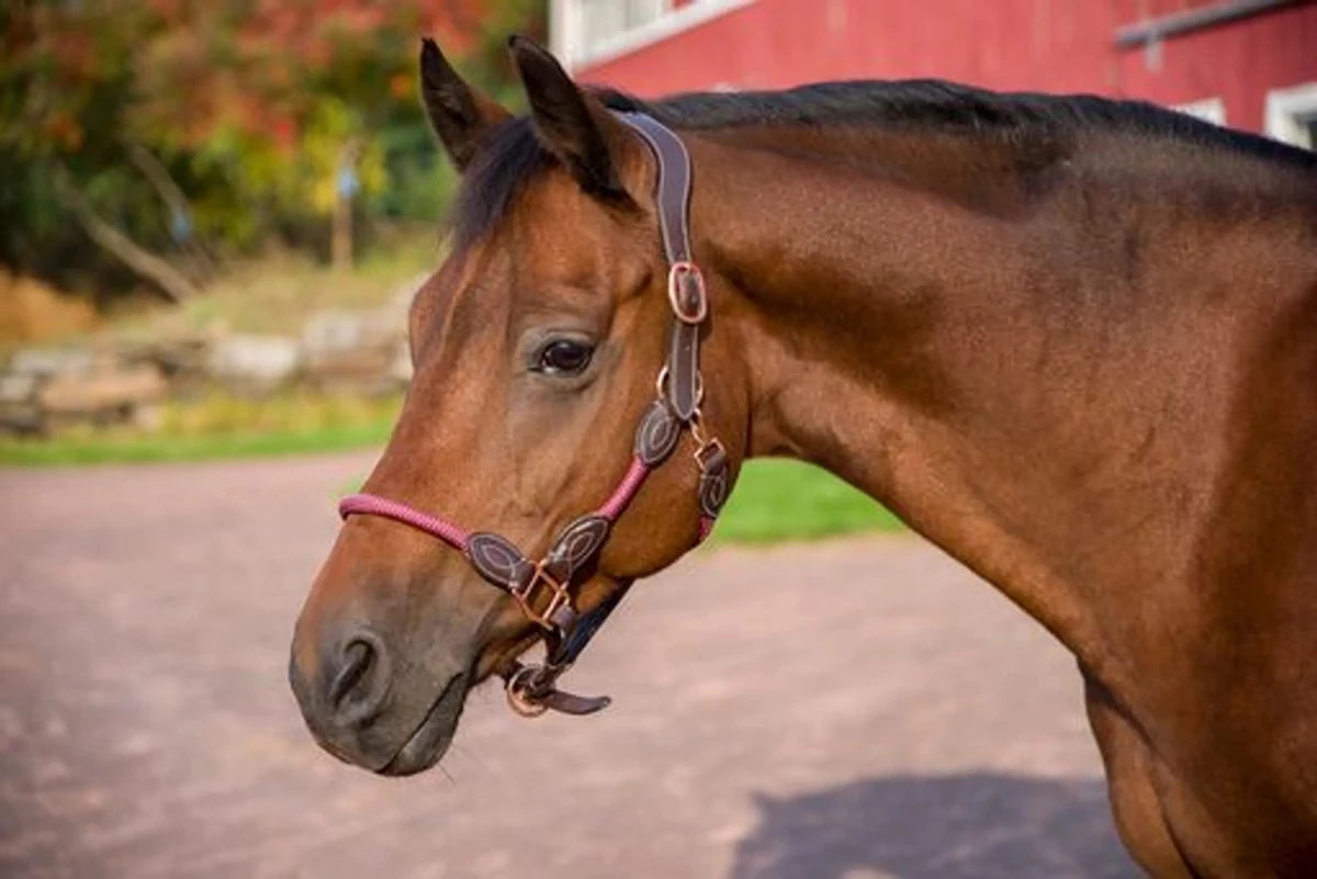 Brown horse wearing a Henri de Rivel Leather Rope Halter with autumn trees and red barn background